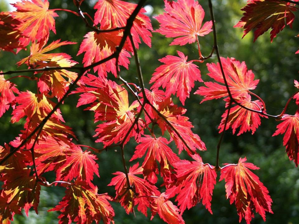 ��� ������� ��������� �������� ���: ������ �������� ��� ������ �������