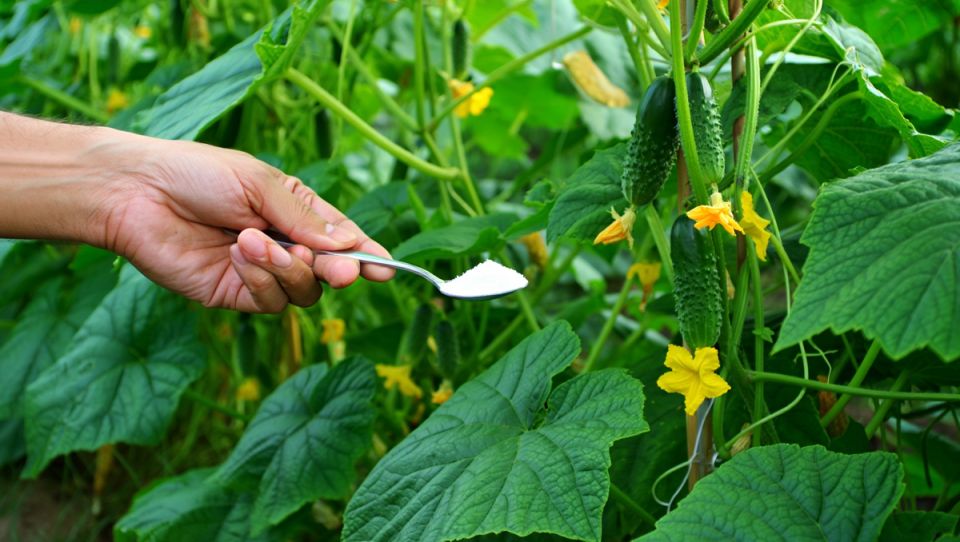 ��� ��������� ������ ������� �� �������: ������� ��������� �����