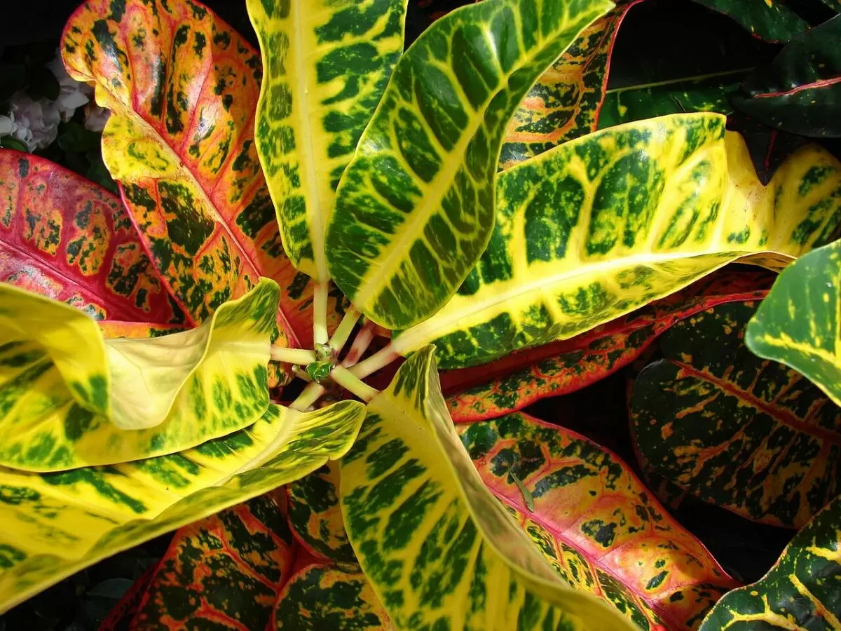Секреты ярких цветов кротона: как обеспечить ему идеальные условия для роста