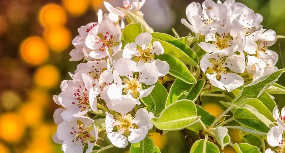 Как поддержать грушу после цветения для получения сладкого урожая