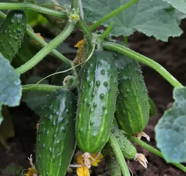 Огурец Неженка: идеальный выбор для вашего огорода