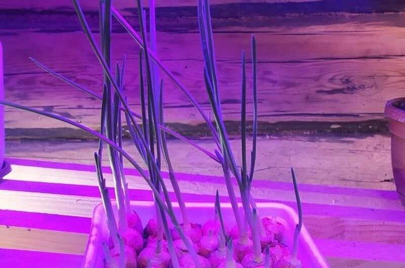 ��� ������� ������ ������ �� �����������: ������ ������ ���� ��� ��������� ������