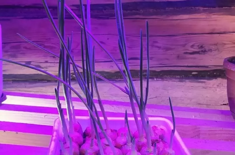 Как создать зимний огород на подоконнике: свежие зелёные идеи для холодного сезона