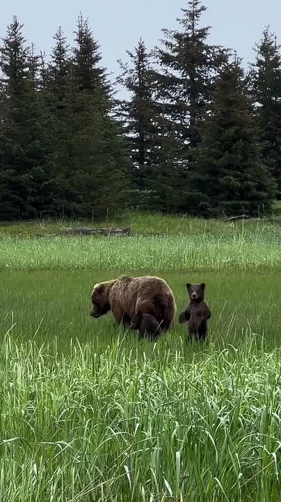 ������ ����, ��������� ����!