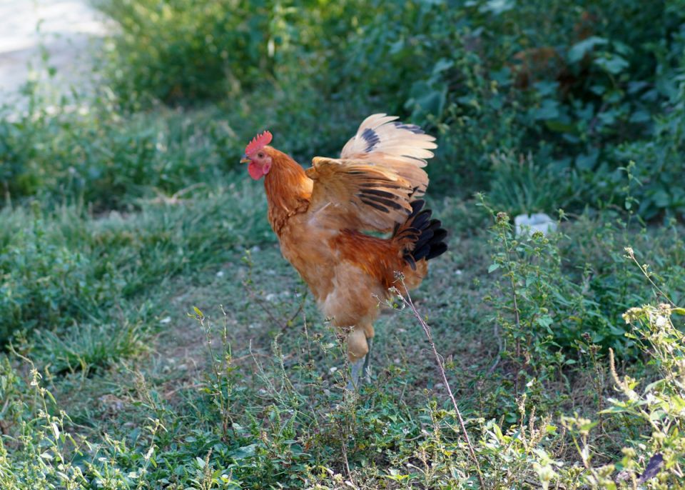 ������ ������ �� ������: ������� � �������� ����������� ����