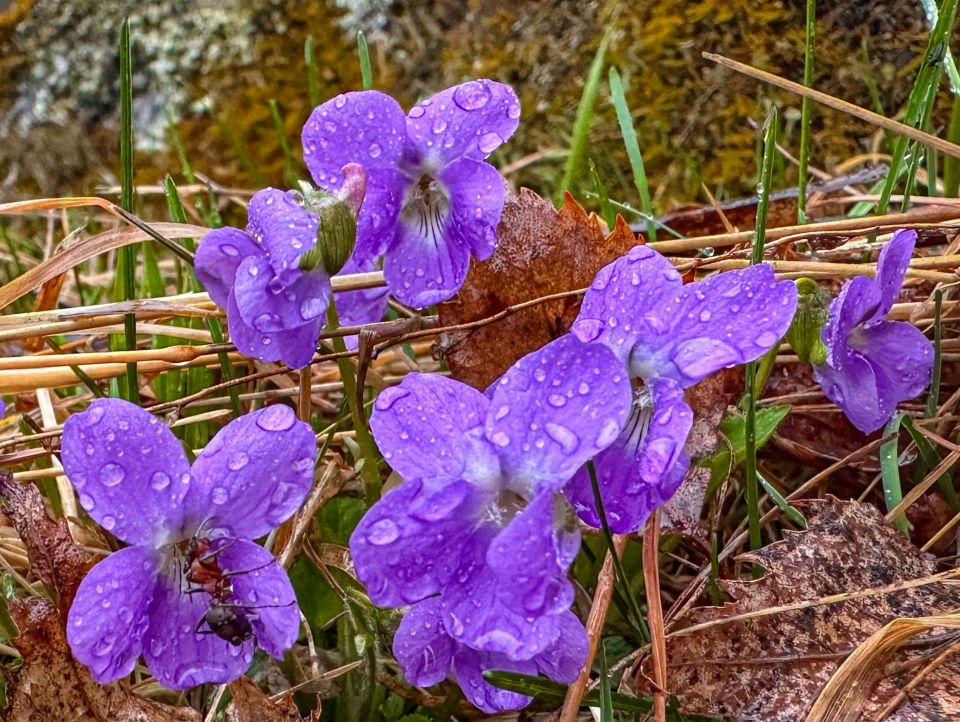 ��������� ������ ������� � ��������� �����������