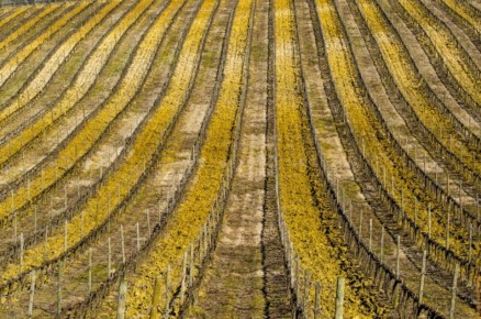 ��� �������� ��������� �� ������������� ���������