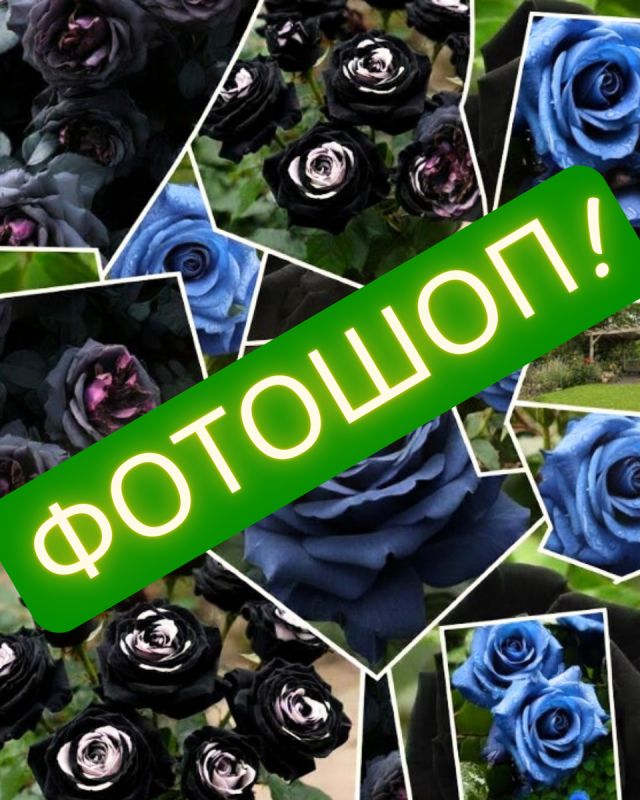 ����� � ������ ����: ����� ������, ������� �� ����������