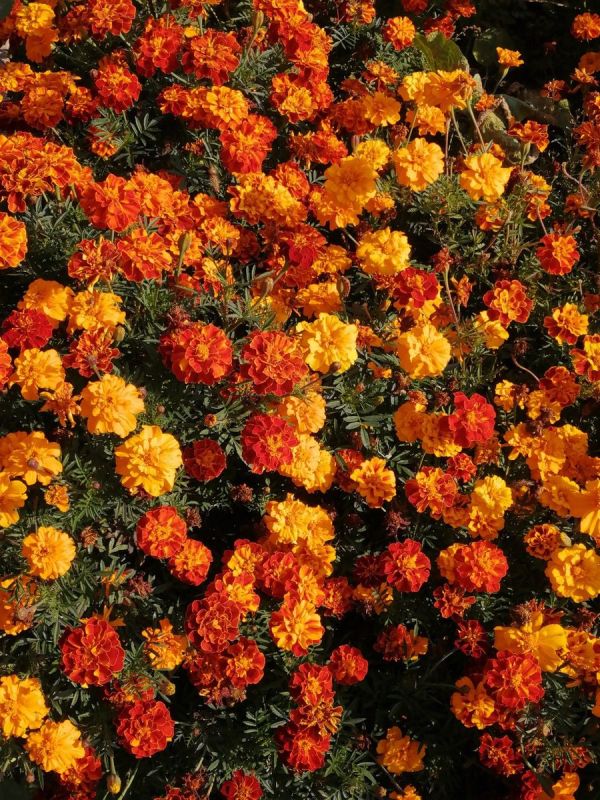 �������� ��� ������ �������� �����: �������� ������ ������