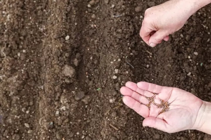 Секреты успешного посева редиса