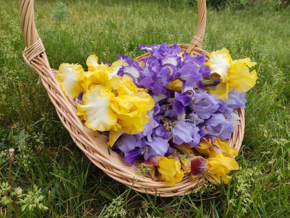 ����� ������� ����: ��� ���� ����� ��������� � ����� � ������� ���������� ���