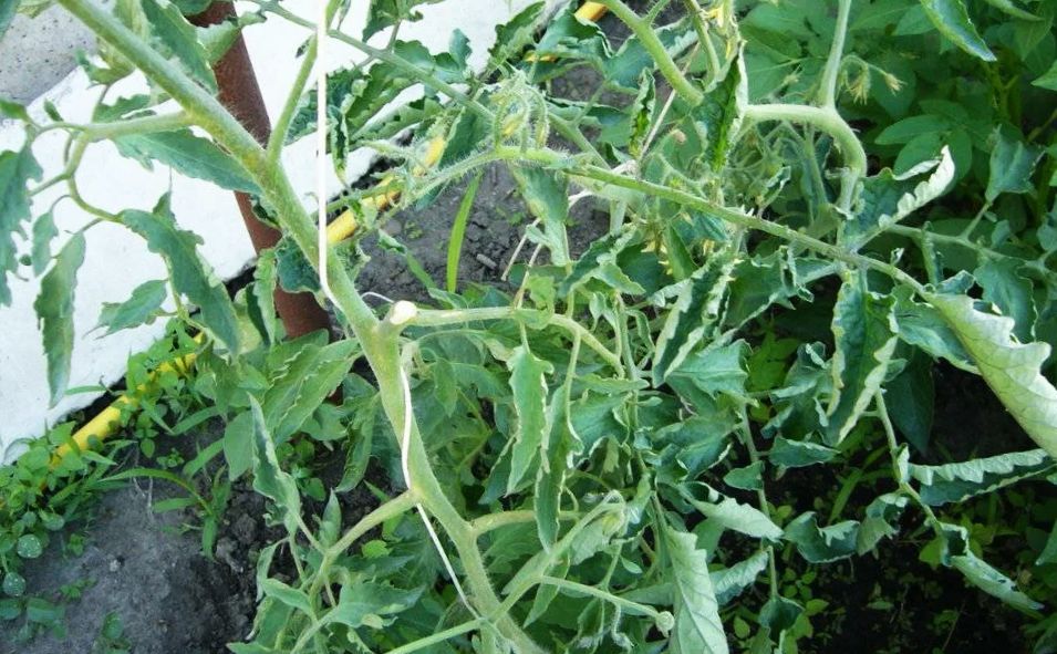 ������ �������� �� ���������� � �������� ����