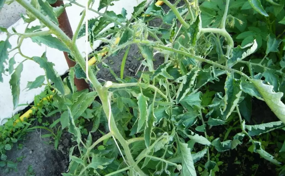 Почему помидоры не плодоносит в холодное лето