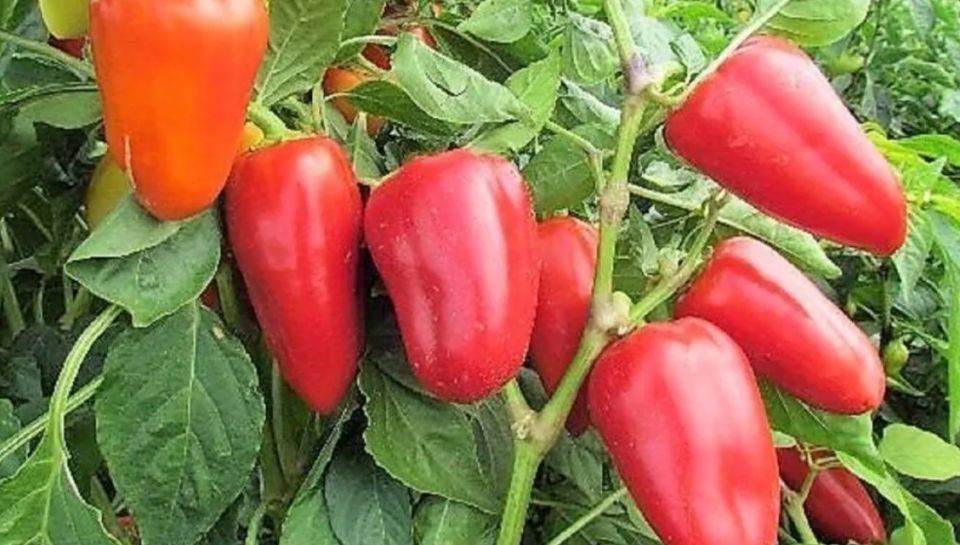 ���������� ������������ ������ ��� ��������� ������