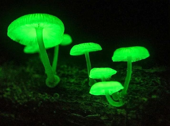 ������ �������� ����: ����������� ������� ����������������� ������