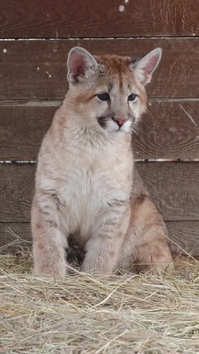 ���� �� �������. ������������ ������� ��������� ����� ������-����, ������� �� ��������� �� ������ ������� �����