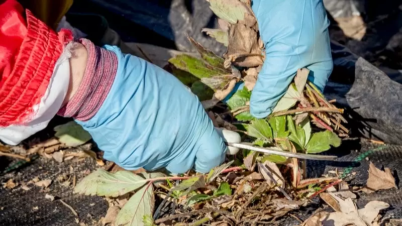 Обрезка листьев клубники: преимущества и советы по проведению