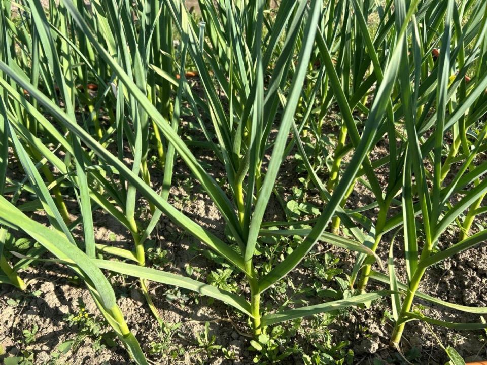 ��� ��������� ���������� ������: �������, ������� ����� ������� ��������