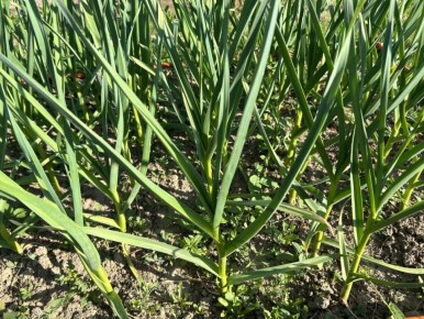 Как вырастить гигантский чеснок: секреты, которые знают опытные садоводы