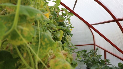 ��� ������� �������� ����� ������� ��� ������ ���������