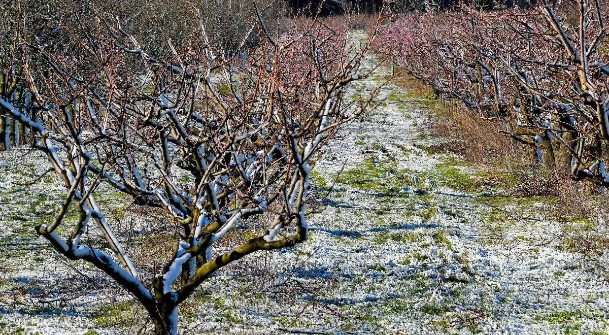Заморозки на юге России: почти половина урожая черешни, персиков и абрикосов под угрозой