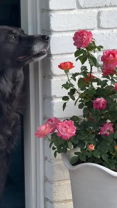 Доброе утро, Алтайский край!