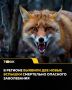 Новый антирекордный "юбилей": 50 очагов бешенства нашли на территории Алтайского края