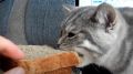 Можно ли котам есть хлеб? Эксперты отвечают на важный вопрос