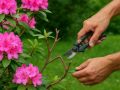 Обрезка рододендронов: секреты ухода для пышного цветения