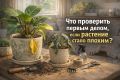 Как отреагировать, когда растение внезапно страдает