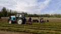 В Алтайском крае началась работа по посадке леса