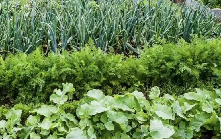 Как бороться с сорняками и вырастить урожай без лишних усилий