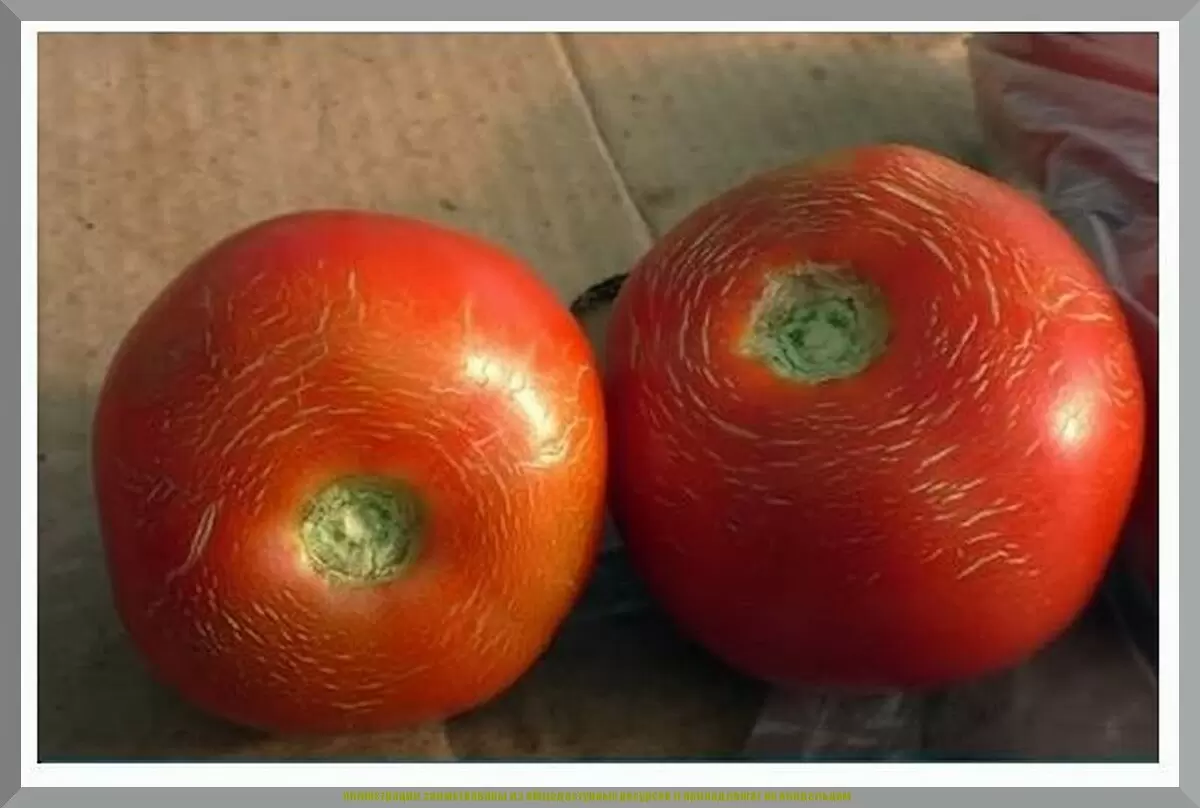 Как избежать растрескивания томатов: советы по уходу и важные факторы