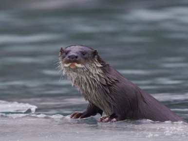 ������ ���� ������� �������� � ������������ ��������