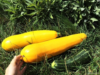 ���������� ����� ��������, ������� ����� �����������