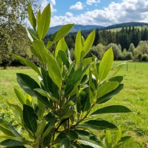 ���� �����������: ��� ���������� ������������������ ������ �� ����� �������