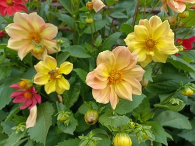 ����������� ������������ ��������: ������ ������ �������� ����� � ����