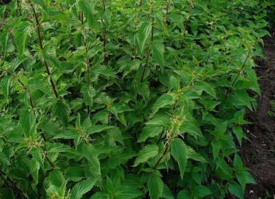 ��� ���������� ���������� �� ������� �� ����� �������