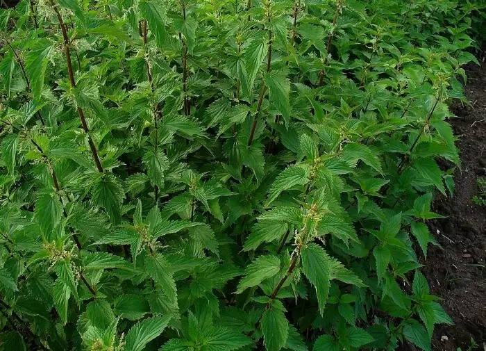 Как эффективно избавиться от крапивы на вашем участке