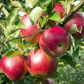 ������ �����������: ��������� ����� ��� ��������� ����