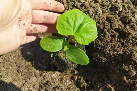 ������ ��� ������� ������� �������