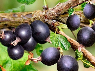 �����: ��������� ������ ��������� � ����������, �������� ����� ������� ��������