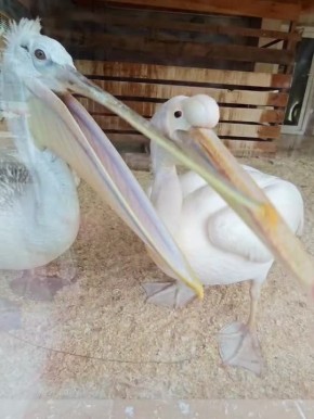 �������� �� ������������� �������� � �� ������� �������� ���� ����� � ������