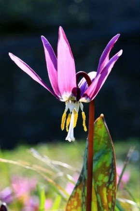 � ��������� ����������� ������ ������ ��������� � ���������