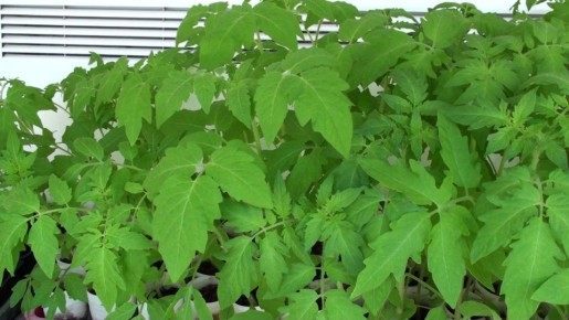 ���������� ������� � ���������: ������� ������