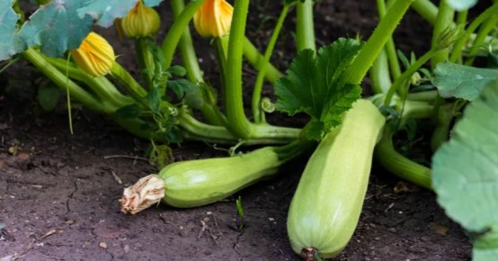 ��� ��������� ���������� �������� ������� ������: ������ �� ����������� ������