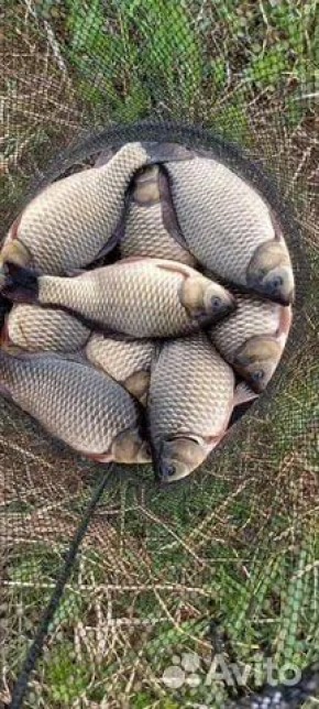 ��������� ������� �� �������� ������� ������� �� "������" ����� �� 800 ������