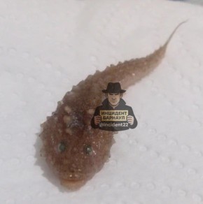 ���������� ���������� ���� ����� � ������ �������� ���������� ��������