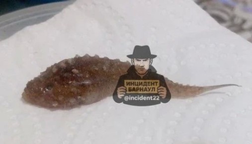 ���������� ���������� ���� ����� �������� �������� � ������ �� ��������