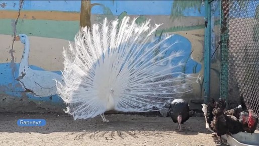 ������� � ������������ �������� ���������� �����������, ������� �������� ������